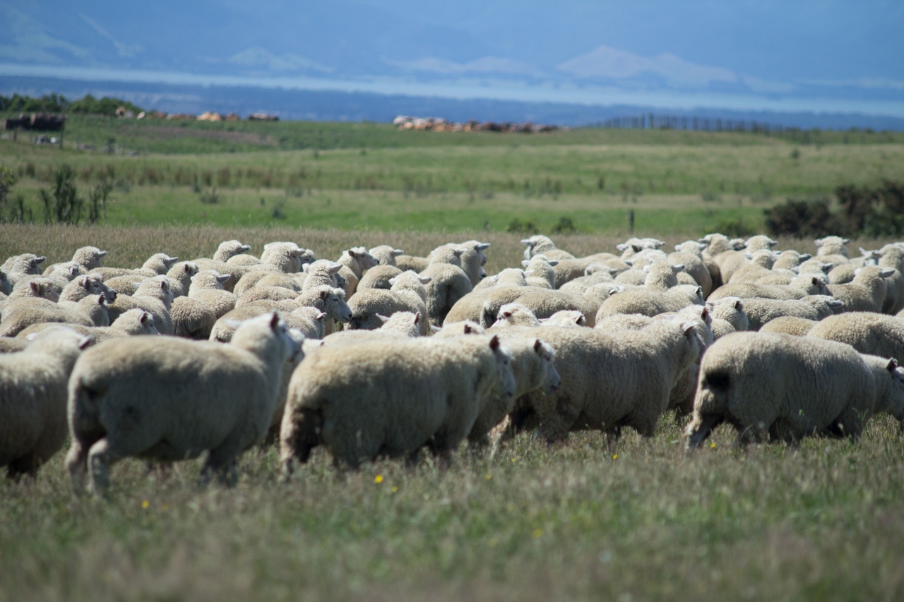 Landwirtschaft Schafe Agribusiness New Zealand